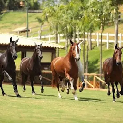 Haras MTostes